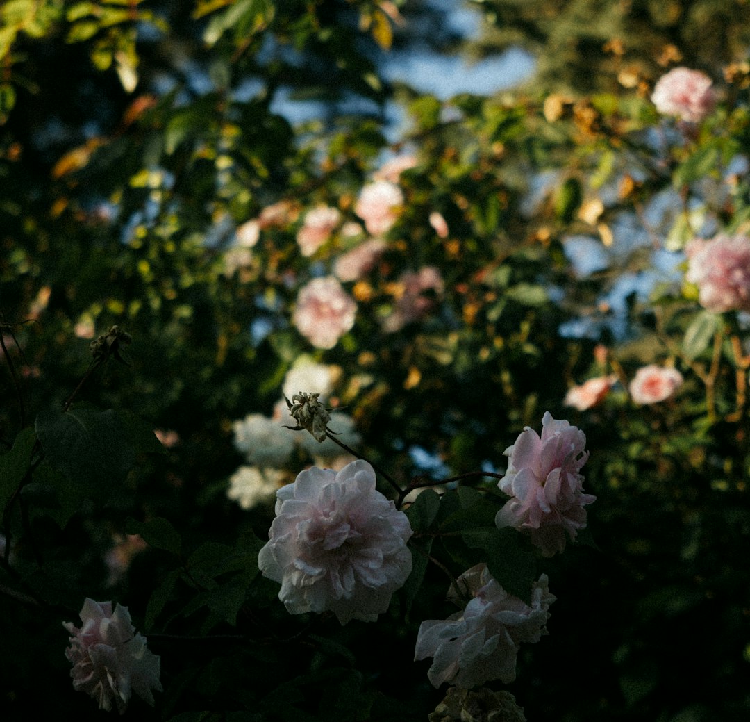 Garden Installation Process
